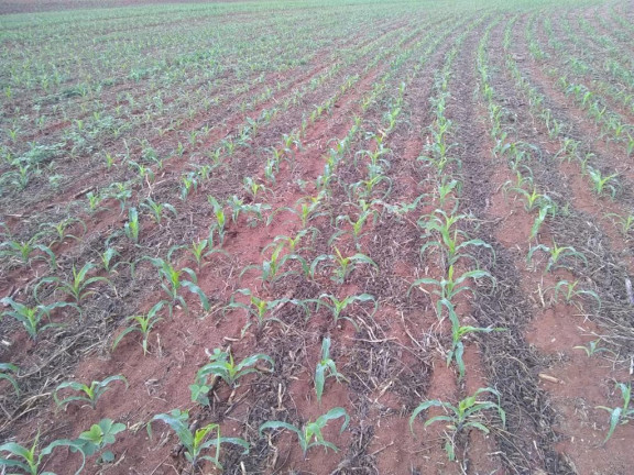 Imagem Fazenda à Venda, 632 m² em Rural - Echaporã
