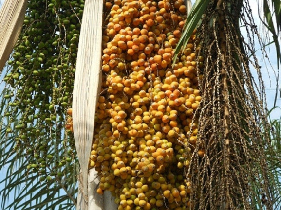 Imagem Fazenda à Venda,  em Araxá