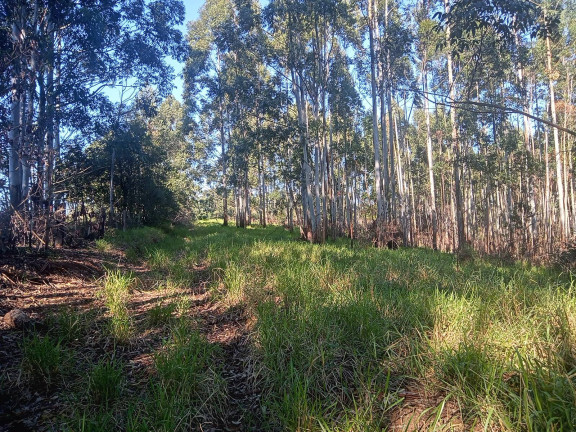 Imagem Chácara à Venda, 29.000 m² em Pimenta - Viamão