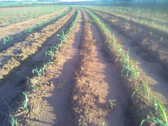 Imagem Fazenda à Venda, 632 m² em Rural - Echaporã