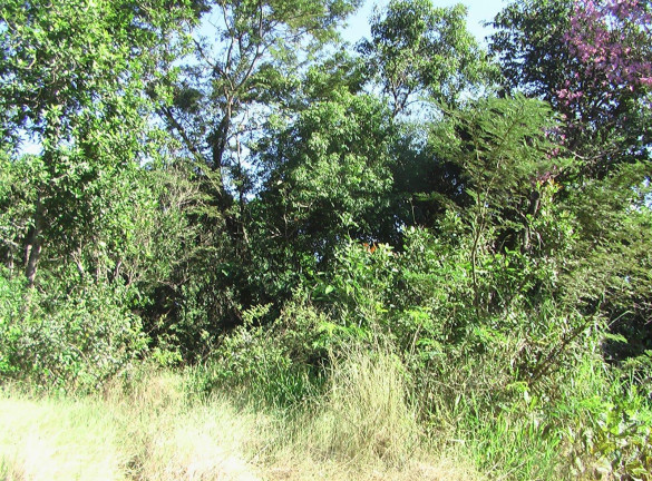 Imagem Imóvel com 1 Quarto à Venda, 21.000 m² em Zona Rural - Palmeiras (dois Irmãos Do Buriti)