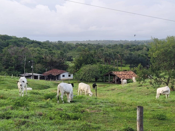 Imagem Fazenda à Venda, 52 m² em Zona Rural - Goiás Imagem Fazenda à Venda, 52 m² em Zona Rural - Goiás