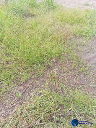 Imagem Fazenda à Venda, 814 m² em Zona Rural - Nova Xavantina Imagem Fazenda à Venda, 814 m² em Zona Rural - Nova Xavantina