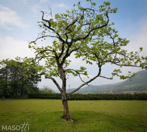 Imagem Chácara à Venda, 30.000 m² em Linha 28 - Gramado Imagem Chácara à Venda, 30.000 m² em Linha 28 - Gramado