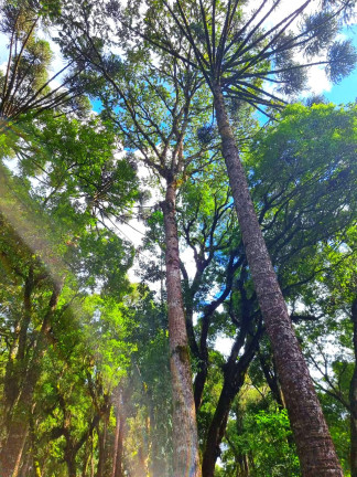 Imagem Chácara com 1 Quarto à Venda, 6.050 m² em Jardim Bela Vista - Balsa Nova