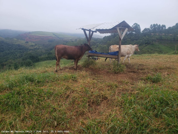Imagem Chácara à Venda, 5 m² em Taquari - Caldas Imagem Chácara à Venda, 5 m² em Taquari - Caldas