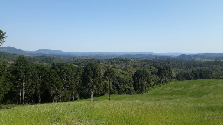 Imagem Chácara com 3 Quartos à Venda, 129 m² em Centro - Campo Largo Imagem Chácara com 3 Quartos à Venda, 129 m² em Centro - Campo Largo