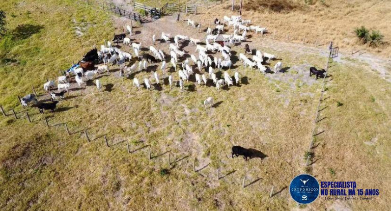 Imagem Fazenda à Venda, 72 m² em Zona Rural - Morro Agudo De Goiás Imagem Fazenda à Venda, 72 m² em Zona Rural - Morro Agudo De Goiás