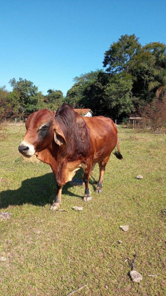 Imagem Chácara com 2 Quartos à Venda, 118 m² em Zona Rural - Angatuba Imagem Chácara com 2 Quartos à Venda, 118 m² em Zona Rural - Angatuba