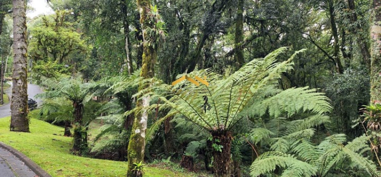 Imagem Terreno à Venda, 1.093 m² em Floresta - Gramado Imagem Terreno à Venda, 1.093 m² em Floresta - Gramado