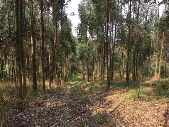 Imagem Chácara à Venda, 24.200 m² em Piedade Imagem Chácara à Venda, 24.200 m² em Piedade