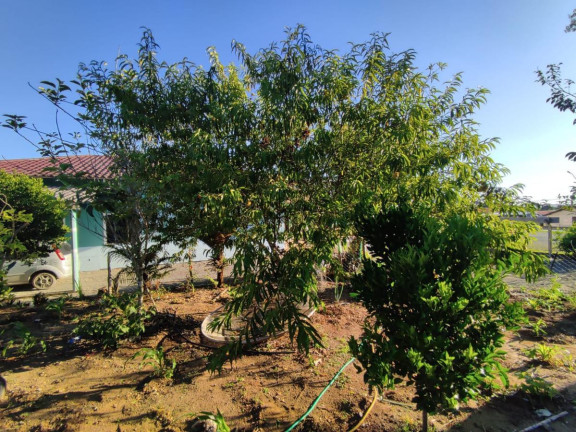 Imagem Casa com 3 Quartos à Venda, 293 m² em Trigolândia - Piên Imagem Casa com 3 Quartos à Venda, 293 m² em Trigolândia - Piên