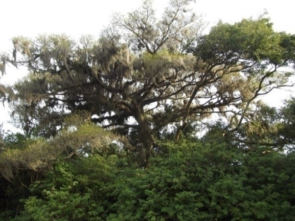 Imagem Chácara à Venda, 8 m² em águas Claras - Viamão Imagem Chácara à Venda, 8 m² em águas Claras - Viamão