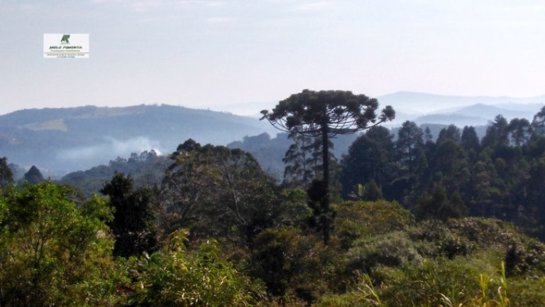 Imagem Chácara com 3 Quartos à Venda, 50.000 m² em Alto Da Serra - São Roque Imagem Chácara com 3 Quartos à Venda, 50.000 m² em Alto Da Serra - São Roque