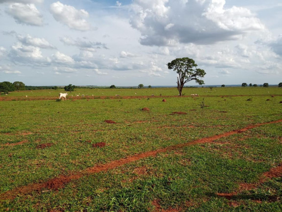 Imagem Fazenda à Venda, 2.027 m² em Rural - Campo Grande