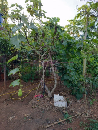 Imagem Chácara com 3 Quartos à Venda, 100 m² em Santo Antonio - Boituva