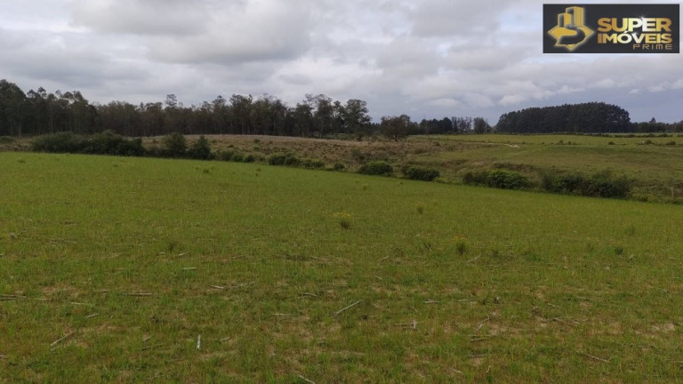 Imagem Imóvel com 3 Quartos à Venda, 660.000 m² em Zona Rural - Capão Do Leão