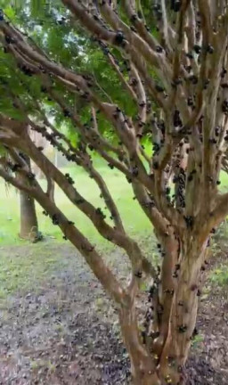 Imagem Chácara com 5 Quartos à Venda, 10 m² em Cachoeirinha - Aragoiânia Imagem Chácara com 5 Quartos à Venda, 10 m² em Cachoeirinha - Aragoiânia