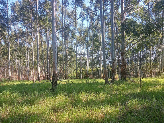 Imagem Chácara à Venda, 29.000 m² em Pimenta - Viamão