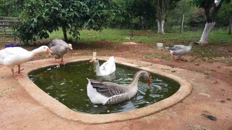 Imagem Fazenda à Venda, em Centro - Arroio Dos Ratos Imagem Fazenda à Venda, em Centro - Arroio Dos Ratos