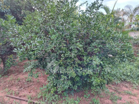 Imagem Fazenda à Venda, 200 m² em área Rural De Macatuba - Macatuba Imagem Fazenda à Venda, 200 m² em área Rural De Macatuba - Macatuba