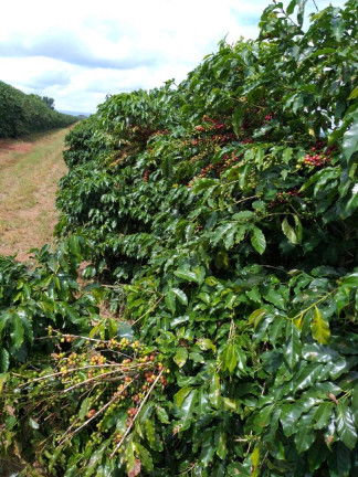 Imagem Fazenda à Venda, 248 m² em Ribeirão Preto Imagem Fazenda à Venda, 248 m² em Ribeirão Preto