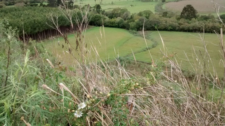 Imagem Terreno à Venda, 128.494 m² em Campo Novo - Bom Retiro Imagem Terreno à Venda, 128.494 m² em Campo Novo - Bom Retiro