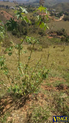Imagem Terreno à Venda, 1.000 m² em Buquirinha - São José Dos Campos Imagem Terreno à Venda, 1.000 m² em Buquirinha - São José Dos Campos