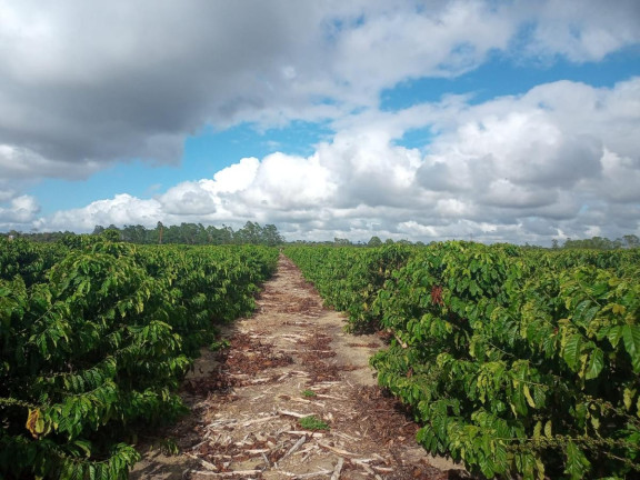 Imagem Fazenda à Venda, 2.323.200 m² em Fazenda
