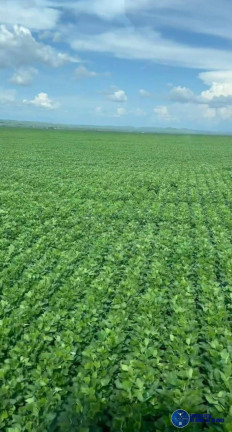 Imagem Fazenda à Venda, 3 m² em Zona Rural - Estreito Imagem Fazenda à Venda, 3 m² em Zona Rural - Estreito