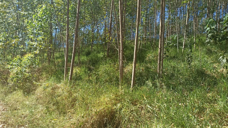 Imagem Chácara com 1 Quarto à Venda, 200 m² em Mirandão - Paraibuna