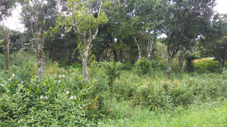 Imagem Terreno à Venda, 288 m² em Jardim Luiza Mar Mirim - Itanhaém Imagem Terreno à Venda, 288 m² em Jardim Luiza Mar Mirim - Itanhaém