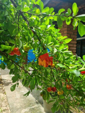 Imagem Chácara com 3 Quartos à Venda, 300 m² em Chácara Recreio Cruzeiro Do Sul - Santa Bárbara D'oeste Imagem Chácara com 3 Quartos à Venda, 300 m² em Chácara Recreio Cruzeiro Do Sul - Santa Bárbara D'oeste