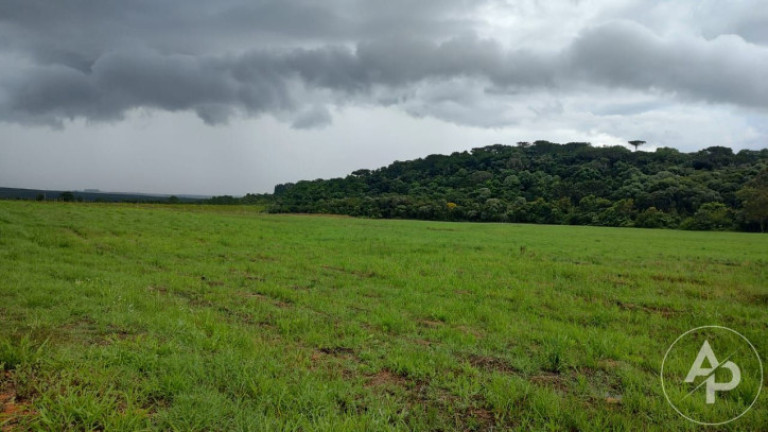 Imagem Terreno à Venda, 81.332 m² em Colônia Dona Luíza - Ponta Grossa