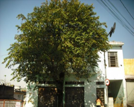 Imagem Terreno à Venda, 500 m² em Vila Ré - São Paulo Imagem Terreno à Venda, 500 m² em Vila Ré - São Paulo