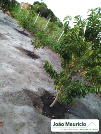 Imagem Chácara com 1 Quarto à Venda, 1.000 m² em Limoeiro De Anadia Imagem Chácara com 1 Quarto à Venda, 1.000 m² em Limoeiro De Anadia