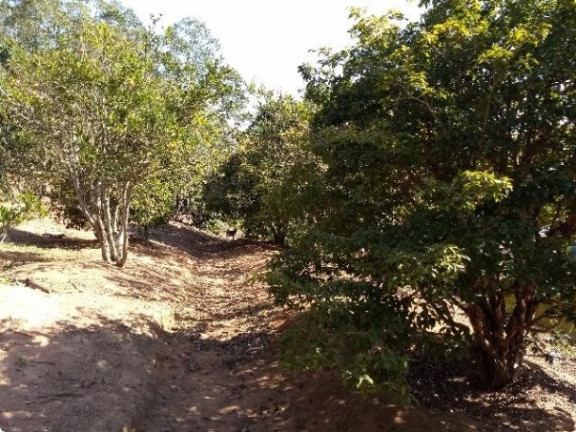 Imagem Chácara com 1 Quarto à Venda, 80 m² em Cachoeira Abaixo - Piracaia Imagem Chácara com 1 Quarto à Venda, 80 m² em Cachoeira Abaixo - Piracaia