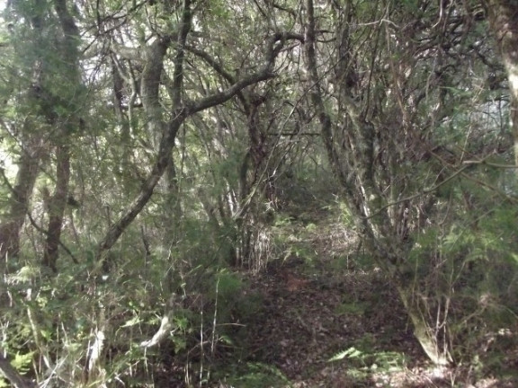 Imagem Chácara à Venda, 4.000 m² em águas Claras - Viamão