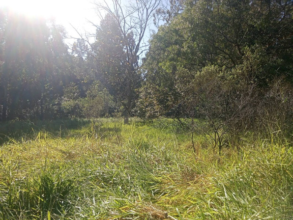 Imagem Chácara à Venda, 29.000 m² em Pimenta - Viamão