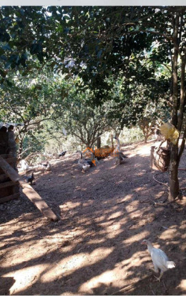 Imagem Chácara com 1 Quarto à Venda, 6.500 m² em Tapera Grande - Mairiporã Imagem Chácara com 1 Quarto à Venda, 6.500 m² em Tapera Grande - Mairiporã