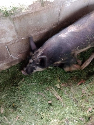 Imagem Chácara com 2 Quartos à Venda, 250 m² em Espírito Santo - Paraibuna