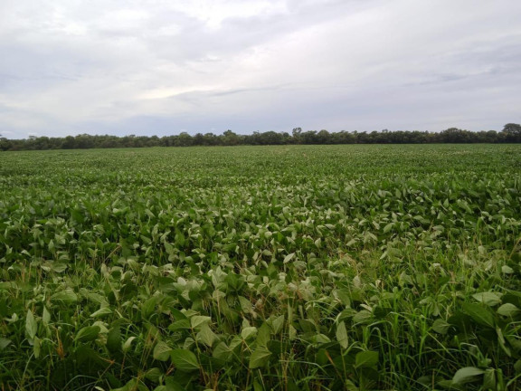 Imagem Fazenda à Venda, 8.100 m² em Rural - Chapadão Do Sul