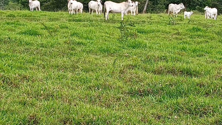 Imagem Fazenda à Venda, 23 m² em Zona Rural - Caldas Novas Imagem Fazenda à Venda, 23 m² em Zona Rural - Caldas Novas