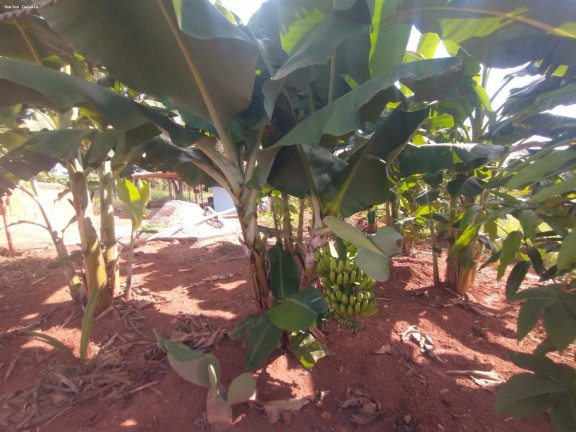 Imagem Chácara com 1 Quarto à Venda, 45 m² em Mateus Leme