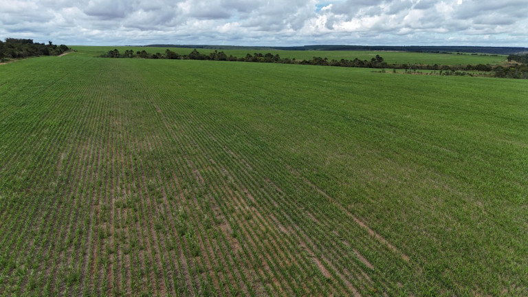 Imagem Fazenda à Venda, 195 m² em Zona Rural - Uberlândia Imagem Fazenda à Venda, 195 m² em Zona Rural - Uberlândia