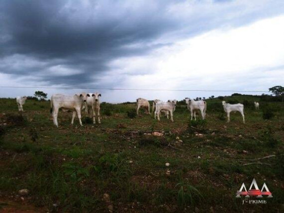 Imagem Fazenda à Venda, 324 m² em Zona Rural - Nova Brasilândia Imagem Fazenda à Venda, 324 m² em Zona Rural - Nova Brasilândia