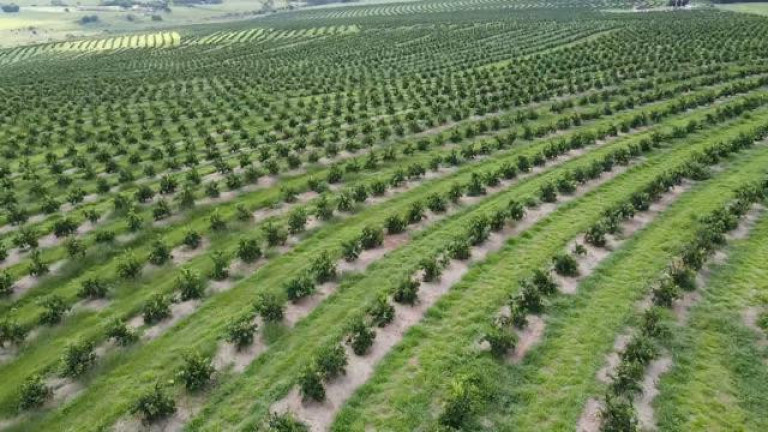 Imagem Fazenda à Venda, 121 m² em Rio Pardo - águas De Santa Bárbara Imagem Fazenda à Venda, 121 m² em Rio Pardo - águas De Santa Bárbara
