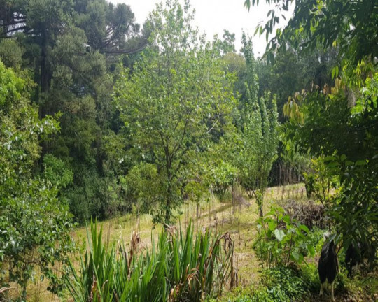 Imagem Imóvel com 3 Quartos à Venda, 3.271 m² em Linha Imperial - Nova Petrópolis Imagem Imóvel com 3 Quartos à Venda, 3.271 m² em Linha Imperial - Nova Petrópolis