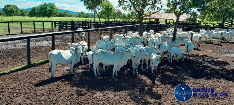 Imagem Fazenda à Venda, 294 m² em Zona Rural - Arraias Imagem Fazenda à Venda, 294 m² em Zona Rural - Arraias