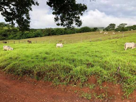 Imagem Fazenda à Venda, 38 m² em Zona Rural - Sanclerlândia Imagem Fazenda à Venda, 38 m² em Zona Rural - Sanclerlândia